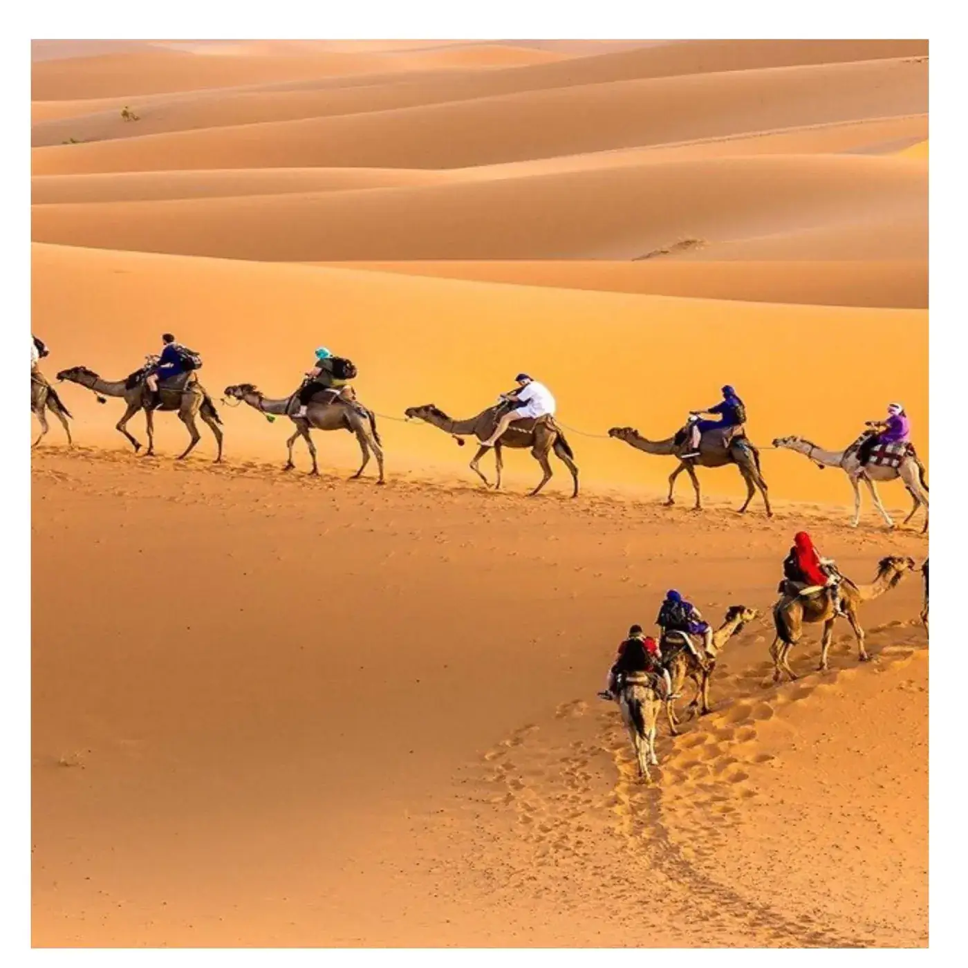 Camel caravan crossing the dunes on the way into Merzouga