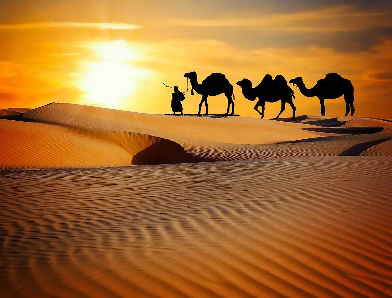 Camel caravan silhouetted against the sunset over the dunes