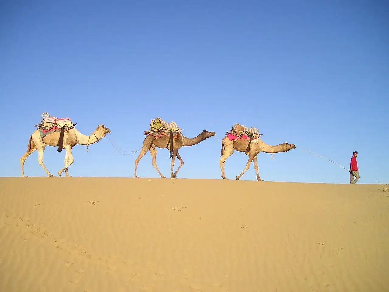 Camels crossing an open stretch of Sahara sand