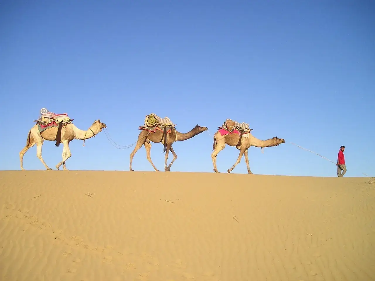 Camels crossing an open stretch of Sahara sand