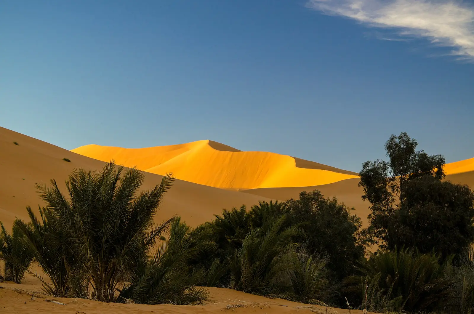 Palmeras y huertos verdes del oasis frente a las dunas anaranjadas de Merzouga