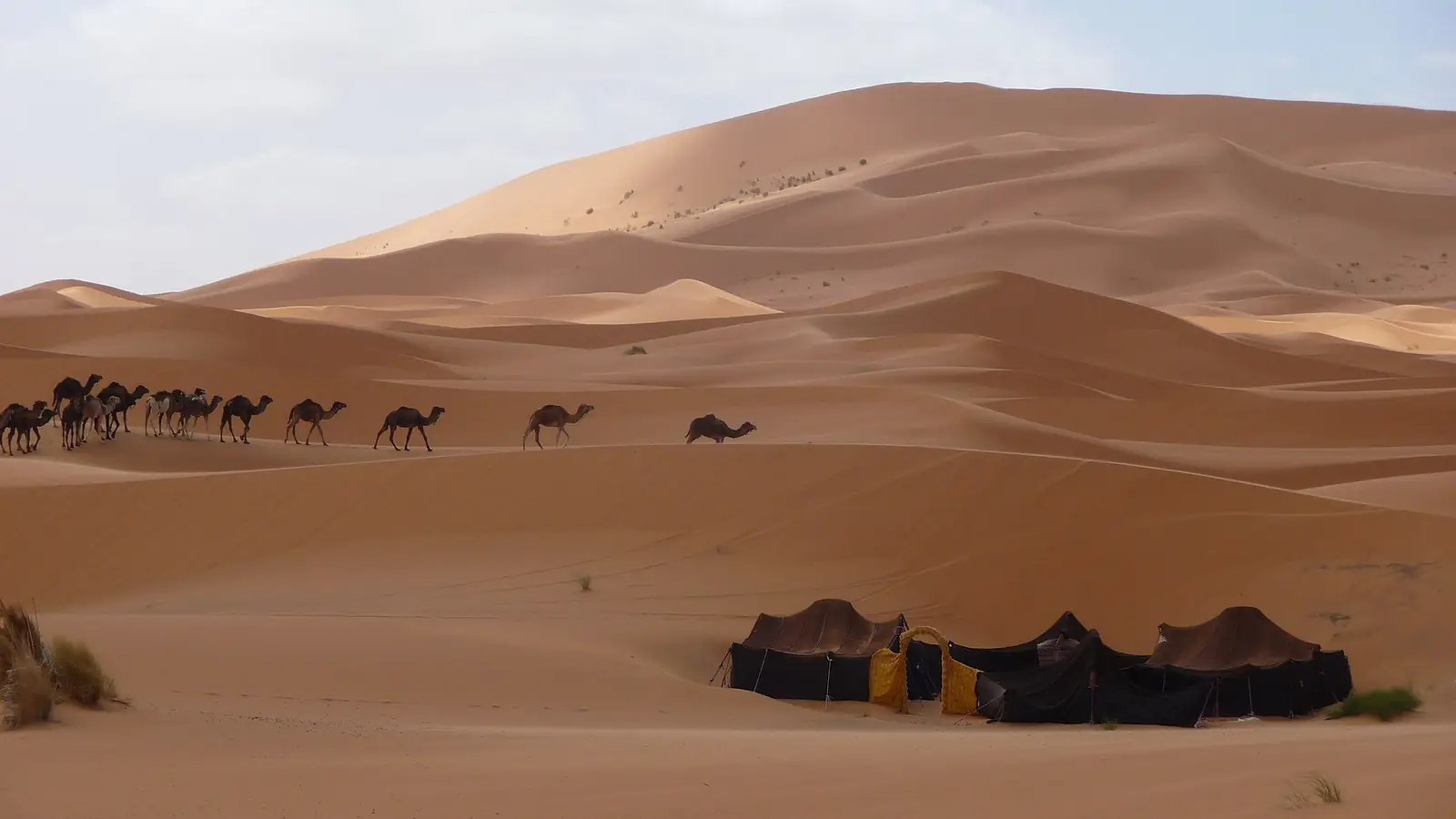 Caravana de dromedarios llegando a un campamento bereber al pie de las altas dunas de Erg Chebbi