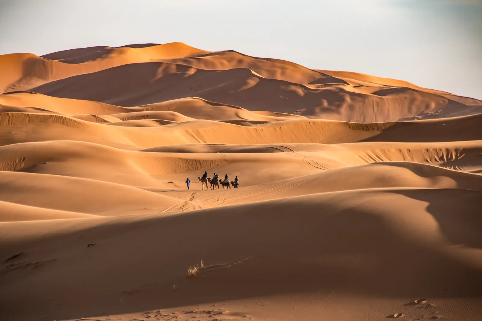 Caravana de dromedarios cruzando las altas dunas anaranjadas de Erg Chebbi
