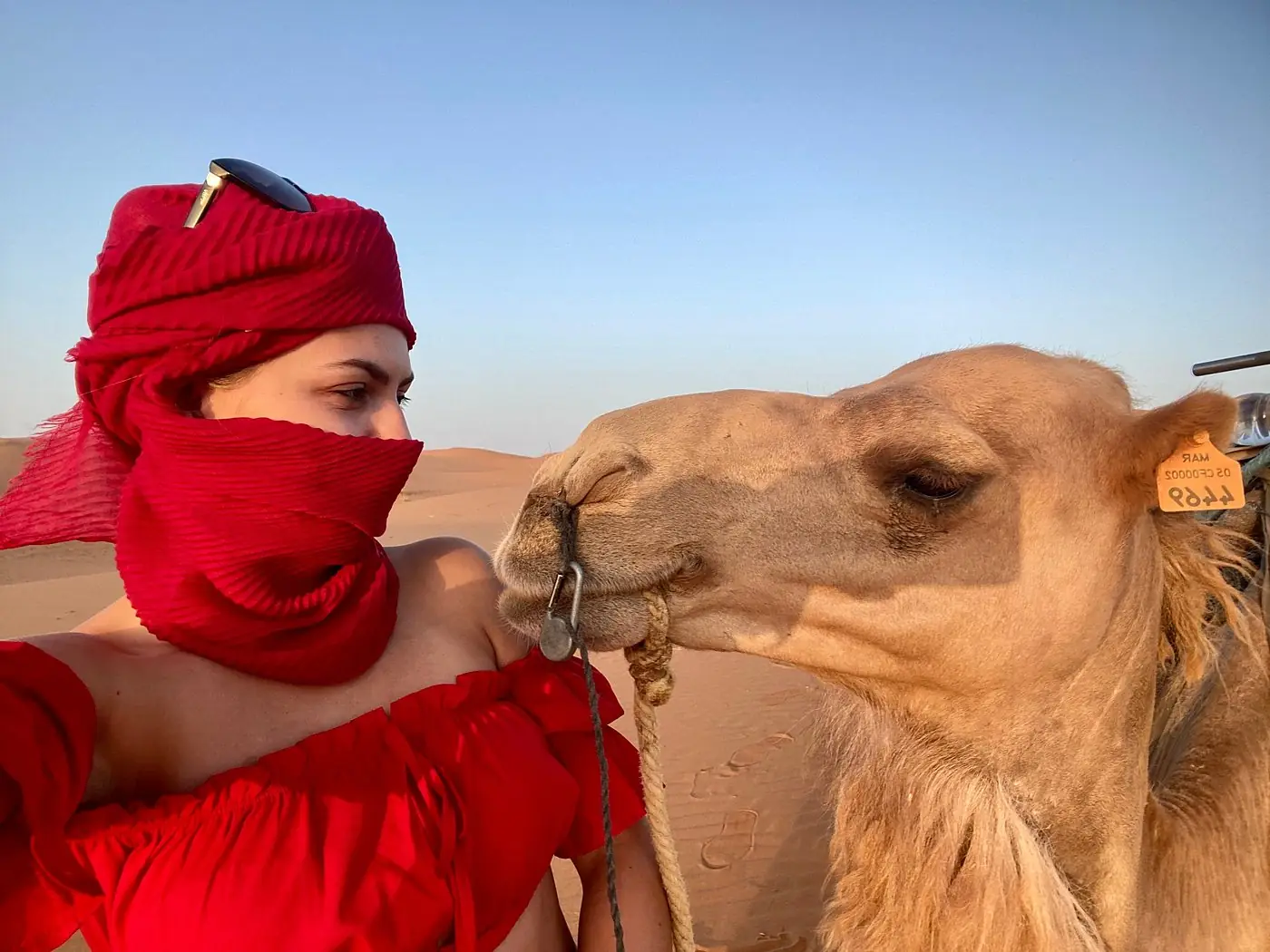 Woman wearing a red scarf wrapped as a turban beside a camel