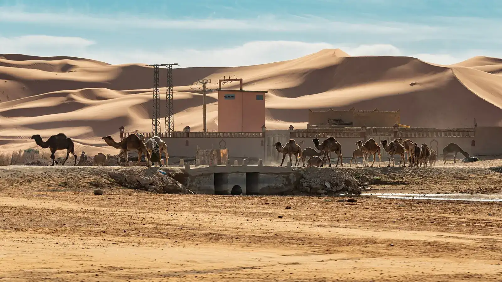 Caravane de dromadaires devant les hautes dunes orangées de l'Erg Chebbi à Merzouga